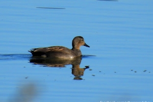 Ánade friso, Mareca strepera. Gadwall.